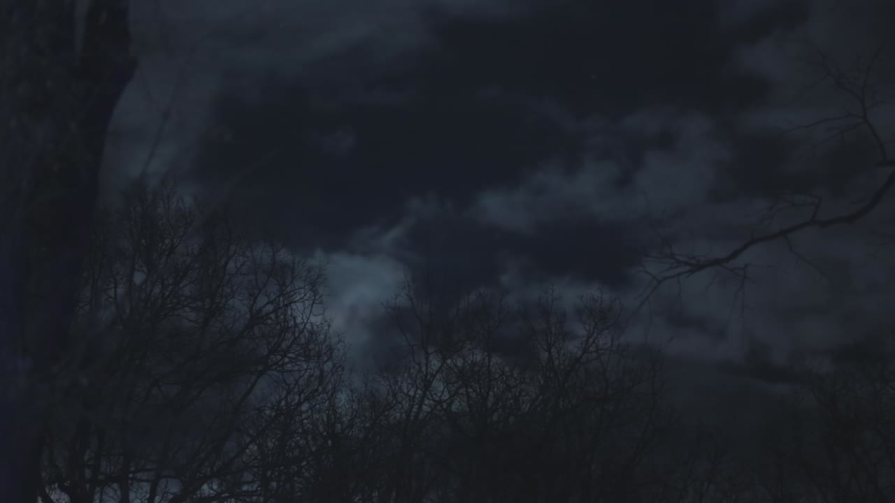 Dark Forest Landscape At Night. Horror background with woods, spooky tree and full moon