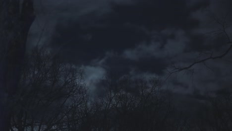 dark forest landscape at night. horror background with woods, spooky tree and full moon