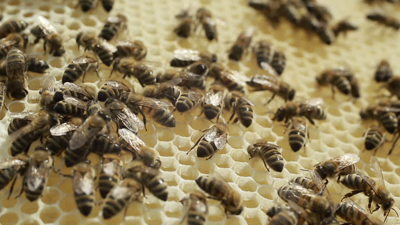 Hardworking Honey Bees On Honeycomb In Apiary. Close up view of the working bees on the honeycomb