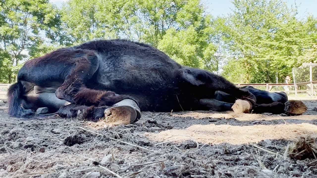 바닥에 완전히 누워 있는 어두운 당나귀의 초상화, 낮은 각도 보기