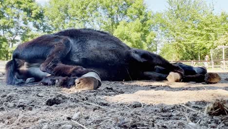 Portrait-of-dark-donkey-totally-lying-on-ground-relaxing,-low-angle-view