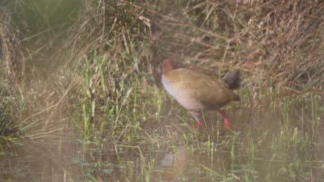 tropical rail bird seen stepping between brush and grass in a marshland area