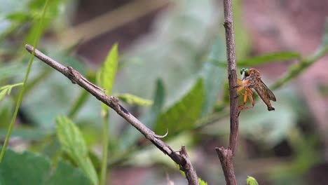 libélula colorida en la rama del árbol