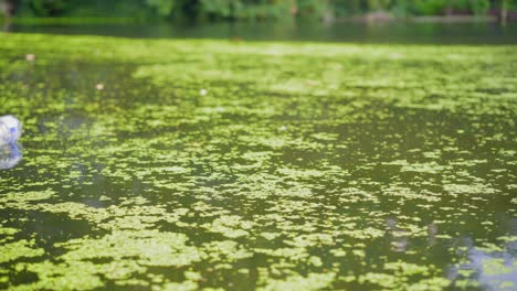 Plastikflasche,-Die-Auf-Einem-Mit-Wasserlinsen-Bedeckten-Stadtkanal-Schwimmt-Und-Treibt