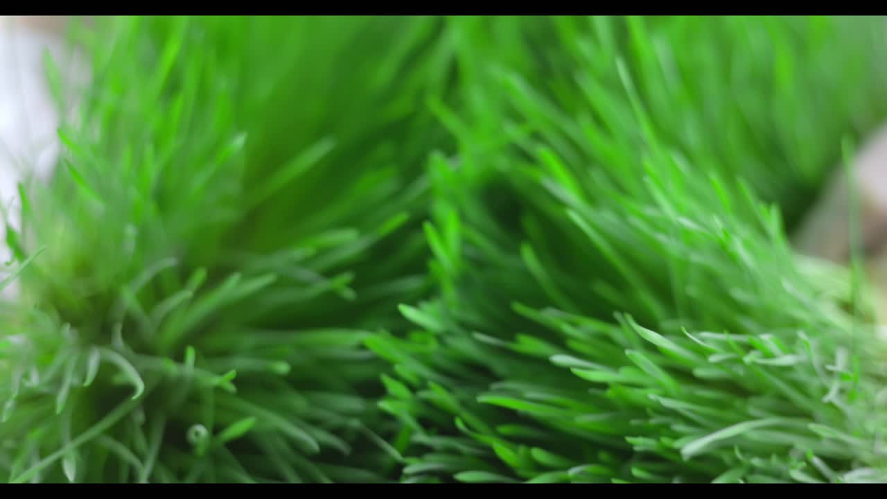 крупный план ярко-зеленой травы