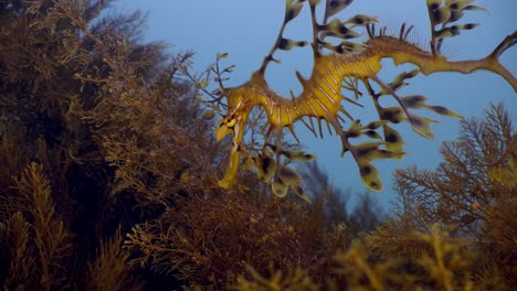 dragón de mar frondoso primeros planos juveniles phycodurus eques sur de australia 4k