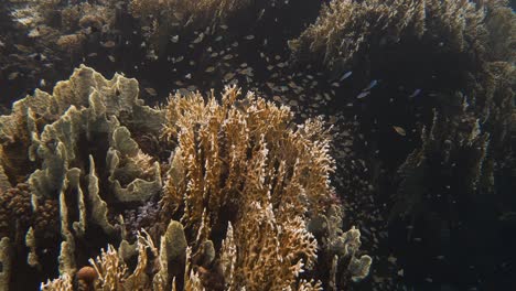 Gruppe-Kleiner-Fische,-Die-In-4K-Um-Eine-Korallenstruktur-Schwimmen