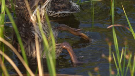 young mallard duck diving in water, slow motion close-up