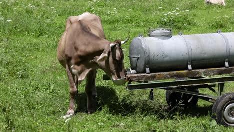 cow pasture on the alps