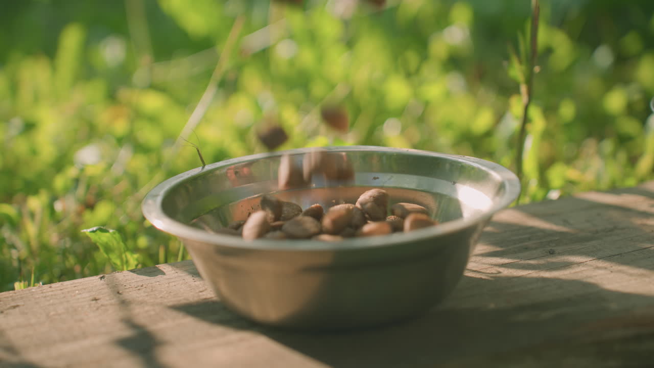 Close up of dog feed being poured into metal bowl placed on wooden plank outdoors, surrounded by lush green plants and soft natural light casting gentle shadows