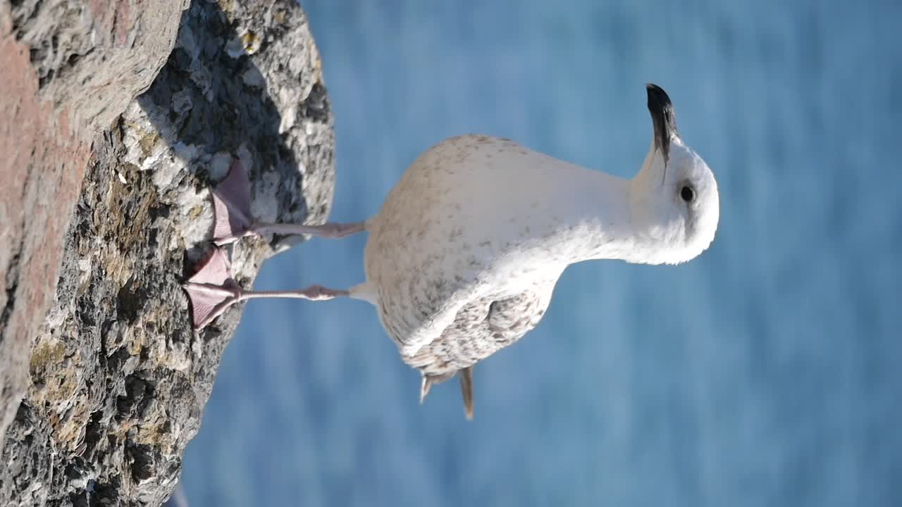 Seagull on a rock by the ocean