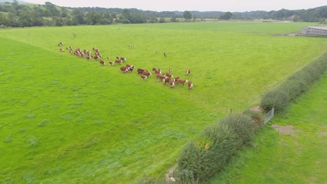 drone footage of a herd of brown cows heading towards the farmer who is disconnecting an electric fence ahead of feeding time in a rural lancashire field