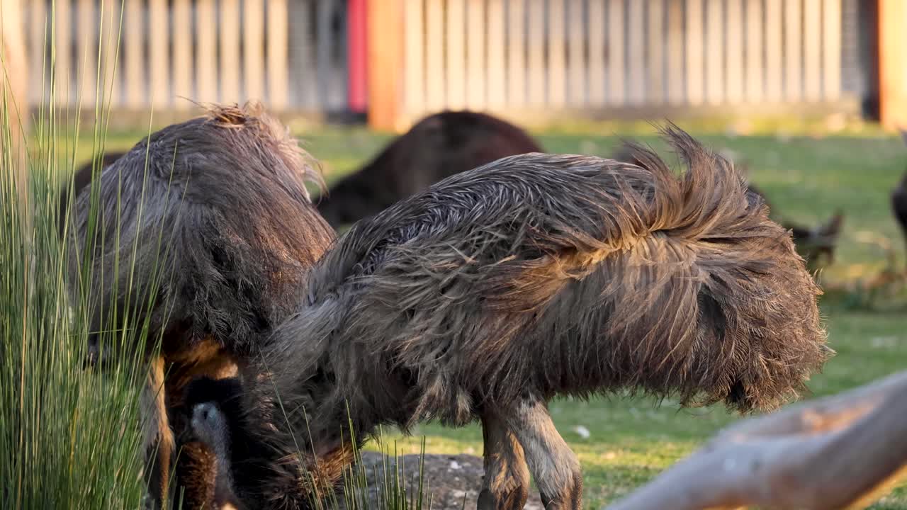 un emu alimentándose en un recinto del zoológico