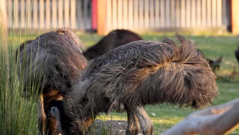 an emu feeding in a zoo enclosure