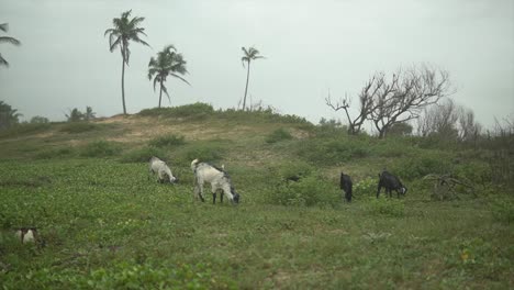 Cabras-Blancas-Pastando-En-Un-Campo-Verde-Y-Algunas-Palmeras