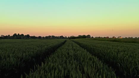 Low-Flying-Drone-Aerial-stunning-shot-during-sunset-above-tall-crop