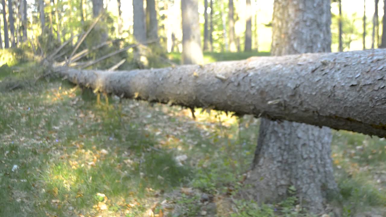 강한 바람에 의해 풀밭에 큰 부러진 소나무의 패닝 샷