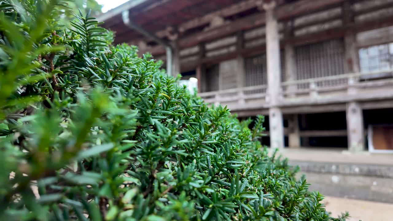 Vibrant green bush in focus with the backdrop of a serene wooden Japanese temple structure, capturing natural beauty and cultural architecture.