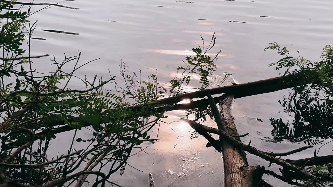 쓰러진 나무 와 나무 들 이 있는 강변 에 있는 해 가 지는 반사