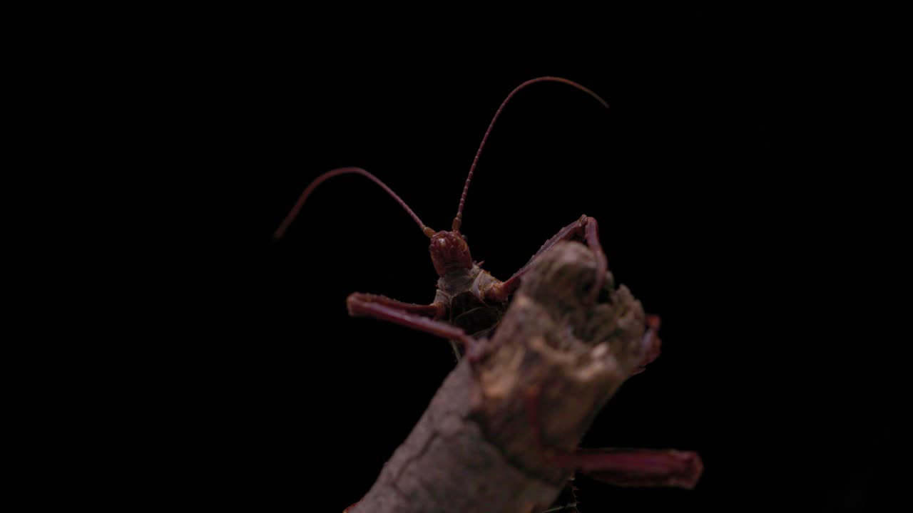 A large spiny stick insect (Eurycantha calcarata) sitting on the end of a branch waving it's antenna around on a black background