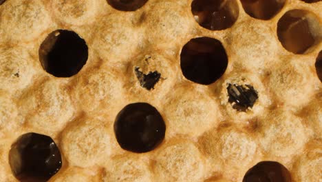 Top-to-down-shot-of-bees-hatching-inside-a-beehive