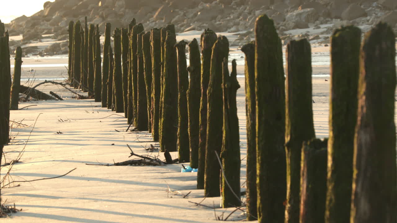 bosques de árbol muerto en el puerto de la playa de vieira en portugal en una mañana soleada - tiro de panorámica izquierda