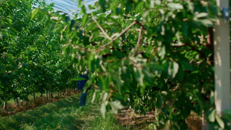 trabajadora agrícola que controla el proceso de cultivo con un dispositivo en la plantación