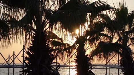 closeup shot of palm trees with sun and sea on sunset in turkey