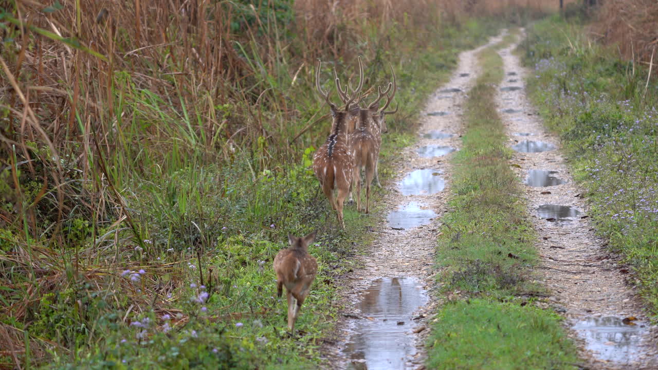 겁에 질려 도망가는 점박이 사슴의 작은 무리