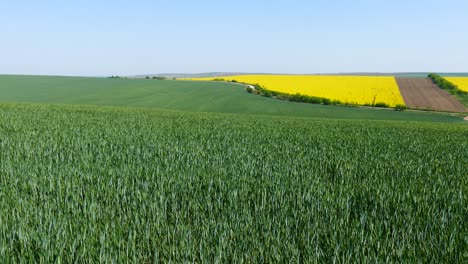 Levels-of-young,-green-wheat.-Rural-landscape