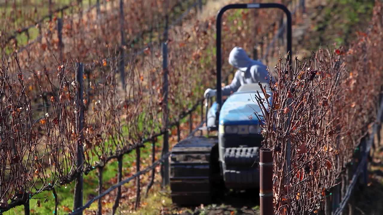 Un lavoratore agricolo guida un trattore e disca un vigneto californiano