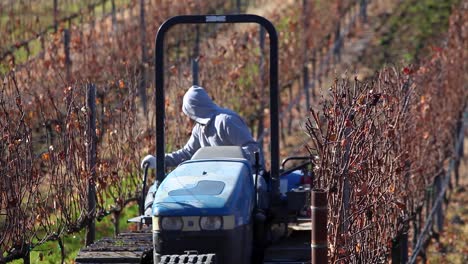 an agricultural worker drives a tractor and discs a california vineyard