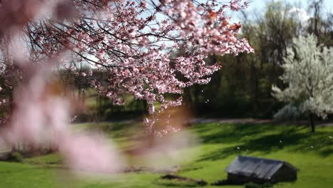 Flor-De-Cerezo-Que-Sopla-En-El-Viento