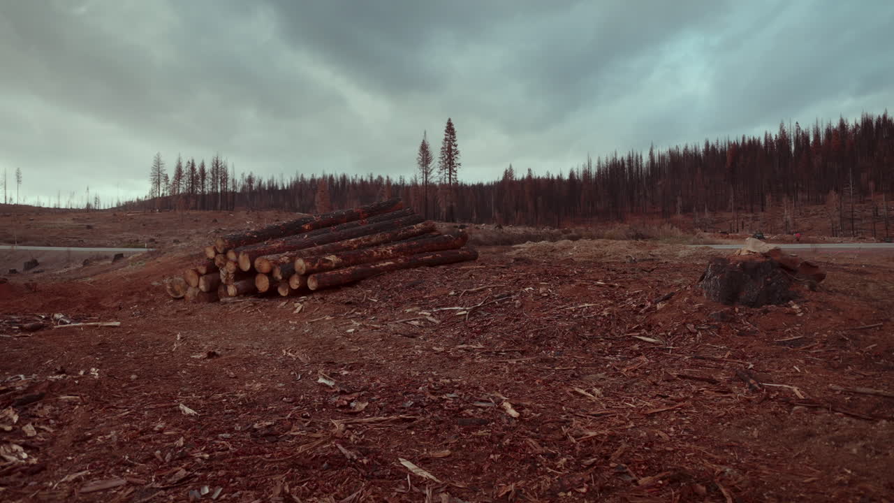 Forest Aftermath of a Wildfire
