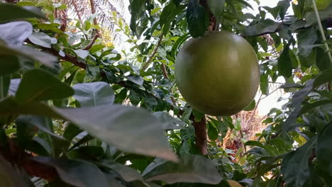 una gran calabaza africana colgando del árbol, con tonos amarillos entre el follaje verde