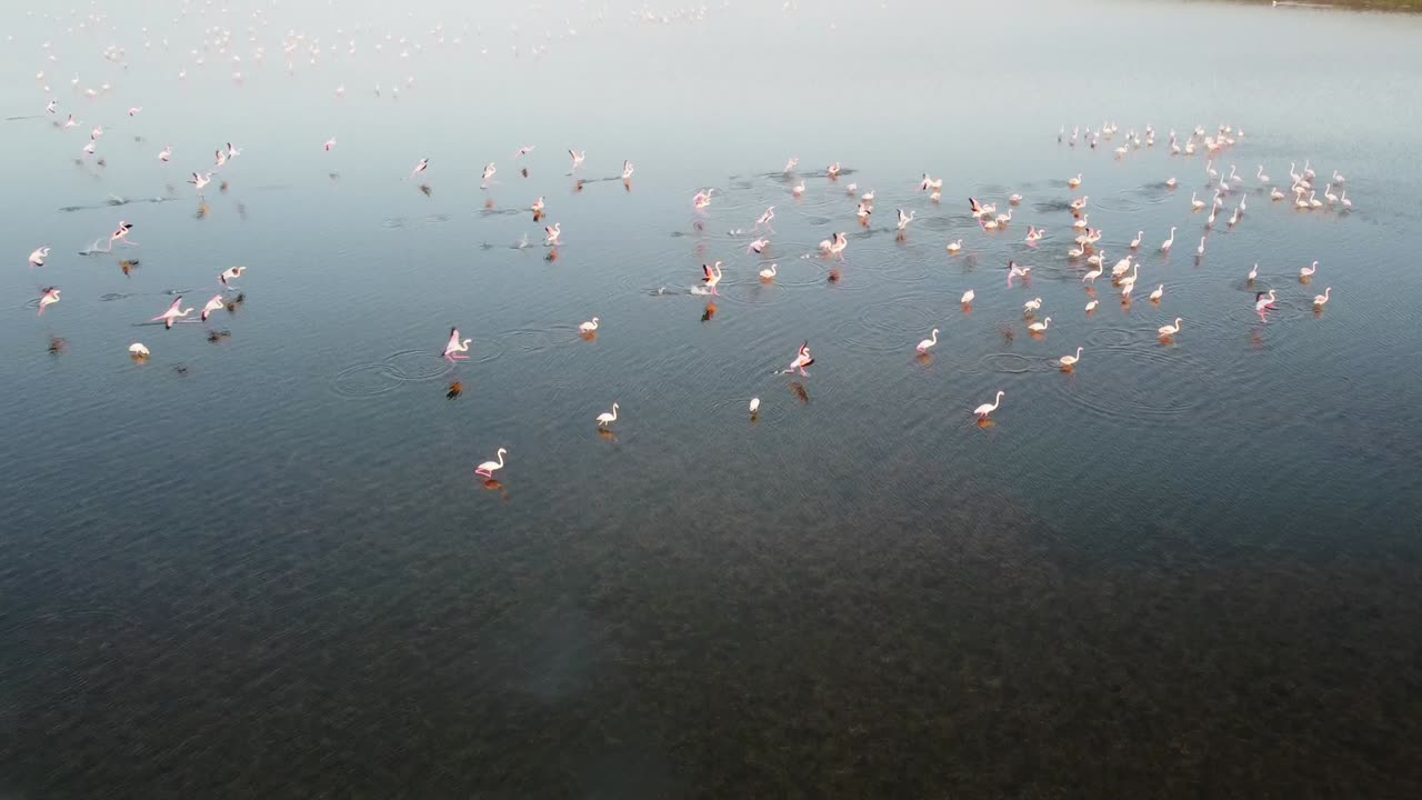이탈리아 시칠리아 벤디카리 자연 보호 구역의 연못에 착륙하는 핑크 플라밍고의 슬로모션 비디오