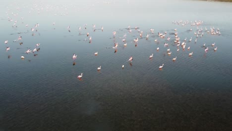 video en cámara lenta de flamencos rosados aterrizando en un estanque en la reserva natural de vendicari, sicilia, italia