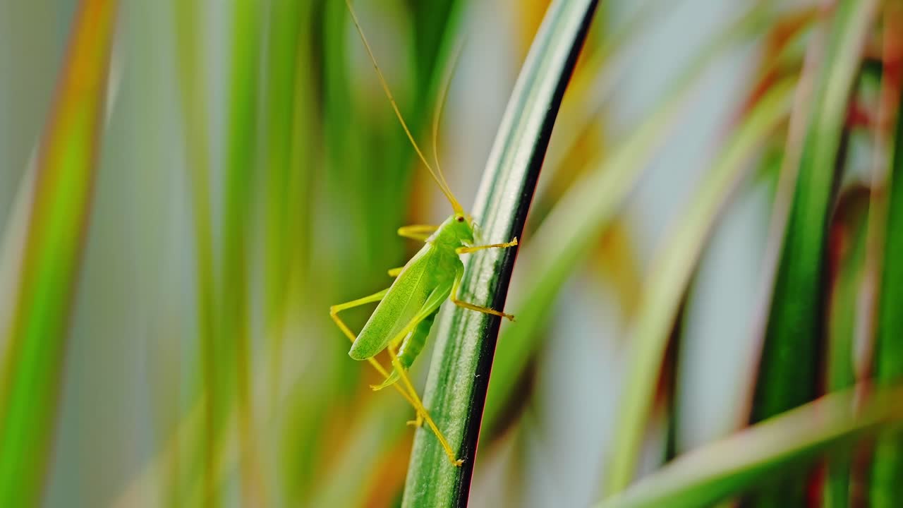Macro of green grasshopper on wild grass in Latvia symbolizing biodiversity loss