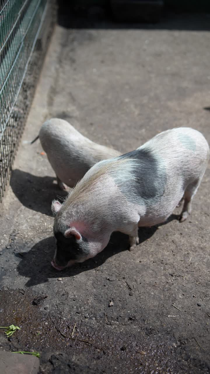 창고에 힌 돼지