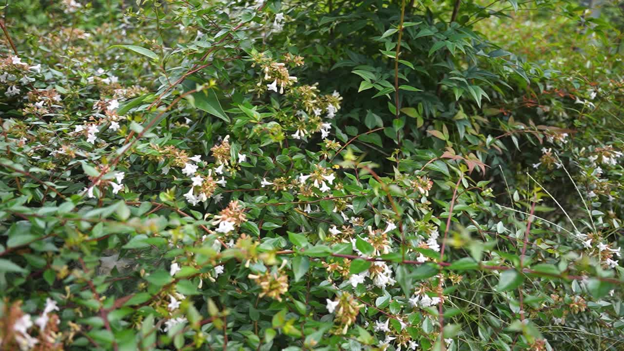 서서히 움직이는 꽃을 날아다니는 콜리버드 호크 나방