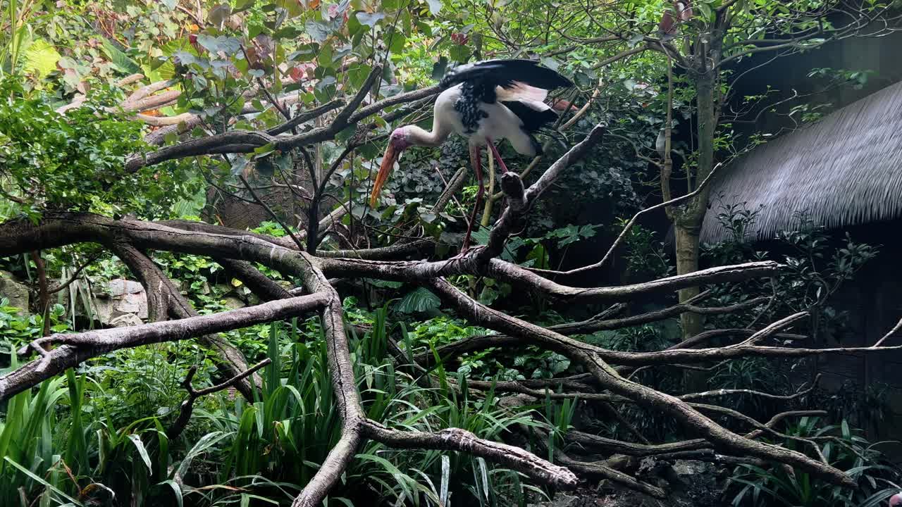 Huge painted stork, mycteria leucocephala with skinny legs walking on the tree branch, wings spread displaying its beautiful plumage at Singapore river wonders, safari zoo, mandai reserves