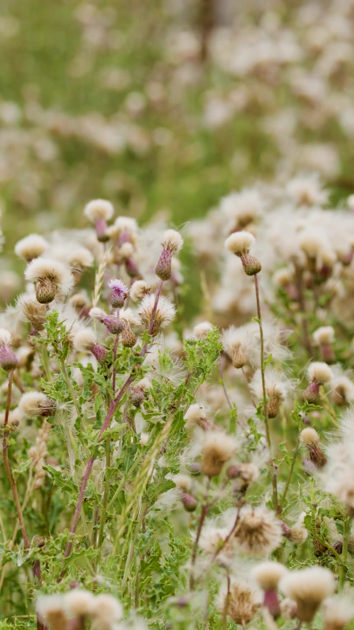 Thistles and wildflowers sway gently in a sunlit field, captured with shallow depth of field and soft natural lighting. Subtle camera movement enhances immersion