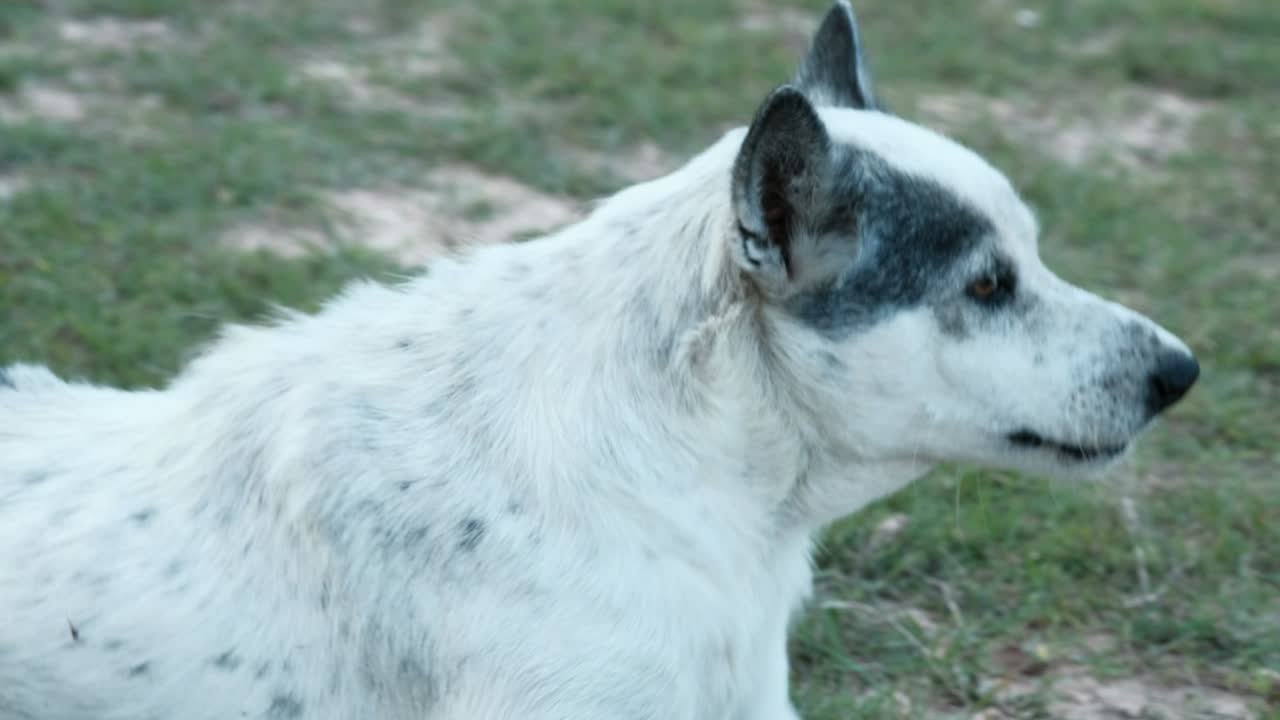 perro tailandés feliz por la mañana