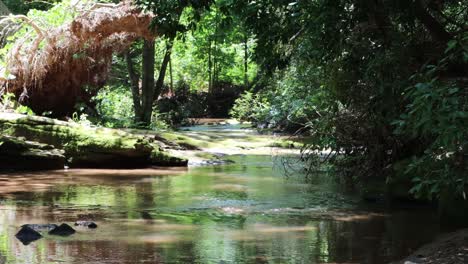 babbling brook runs through the forest