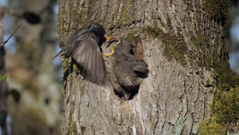 mother starling bird parent flying up trying to feed three hungry grey baby chicks with worm medium shot slow motion