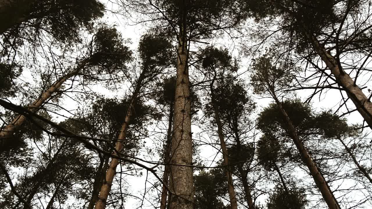 Smooth Panning Shot of Tall Pine Trees Standing Tall in a Thick Forest During Winter in 4K. Dramatic, Dreamy Sky Shot