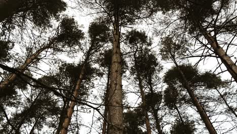 smooth panning shot of tall pine trees standing tall in a thick forest during winter in 4k. dramatic, dreamy sky shot