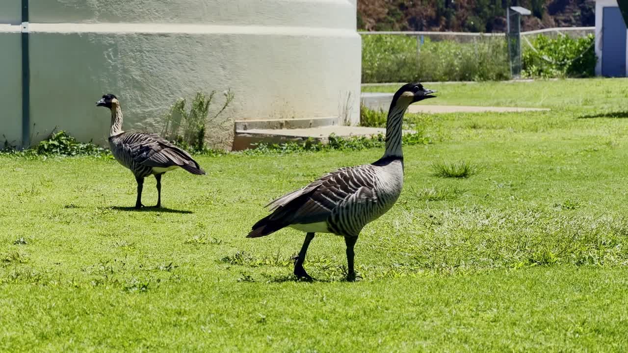 Cinematic wide shot of two nenes, Hawaii's state bird, hanging out on the grass at Kilauea Point National Wildlife Refuge in Kaua'i, Hawai'i