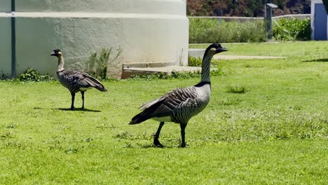 Cinematic-wide-shot-of-two-nenes,-Hawaii's-state-bird,-hanging-out-on-the-grass-at-Kilauea-Point-National-Wildlife-Refuge-in-Kaua'i,-Hawai'i