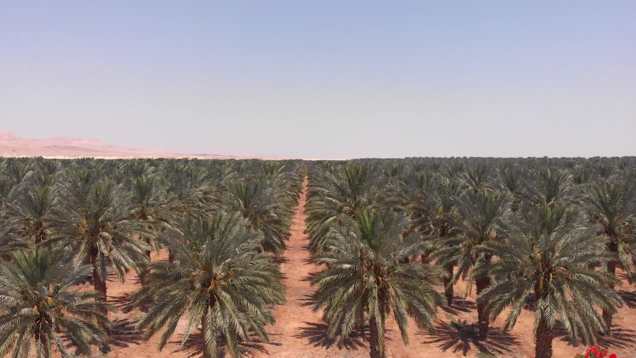 Date Palm Plantation in the Desert